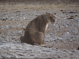 photo of a lioness