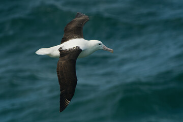 Diomedea sanfordi - Northern Royal Albatross big white bird flying above the blue sea and hunting fish and food in New Zealand near Otago peninsula, South Island