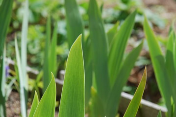 Obraz premium Green calmness of the surrounding world. Green leaves of young iris. The shoots have recently sprouted flowers yet. The leaves are shot in close-up behind them other plants, the ground.