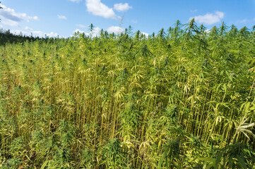 Cultivation and growing of technical cannabis. Industrial Hemp Cannabis field.