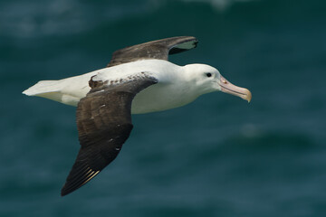 Diomedea sanfordi - Northern Royal Albatross big white bird flying above the blue sea and hunting fish and food in New Zealand near Otago peninsula, South Island