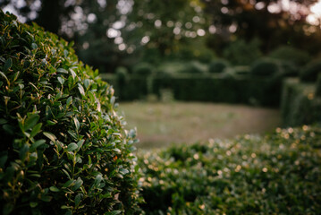 alley with trimmed box trees in the rays of the setting sun 1