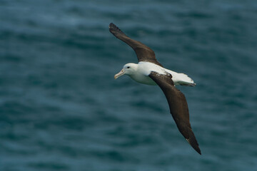 Diomedea sanfordi - Northern Royal Albatross big white bird flying above the blue sea and hunting fish and food in New Zealand near Otago peninsula, South Island