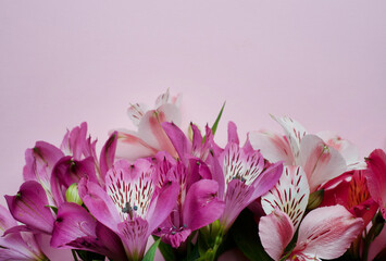 Beautiful Alstroemeria flowers. Pink and red flowers and green leaves on pink background. Peruvian Lily. Top view with space for text.