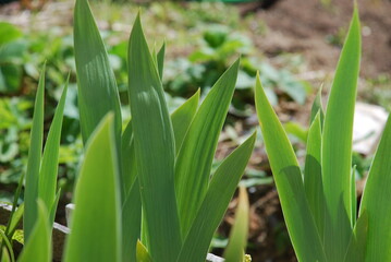 Green calmness of the surrounding world. Green leaves of young iris. The shoots have recently sprouted flowers yet. The leaves are shot in close-up behind them other plants, the ground.