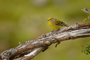 Corsican Finch - Serinus (Carduelis) corsicanus male sitting on the branch on Corsica, known as Corsican citril finch or Mediterranean citril finch, yellow bird in finch family Fringillidae