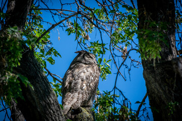 A great horned owl sitting in a tree surrounded by lots of leaves and blue sky