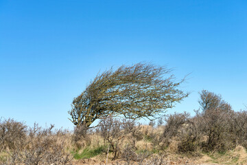 A skew whiff sea buckthorn tree in the dune landscape at the north sea coast in denmark.