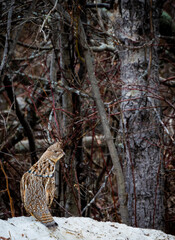 A ruffed grouse sitting on a snow bank