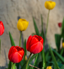 red and yellow tulips with yellow tulips out of focus