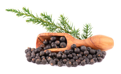 Dry juniper berries with a green branch, isolated on white background. Common Juniper fruits in wooden scoop.