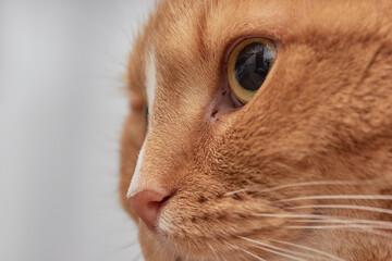 portrait of a red-and-white cat with smooth hair, obese