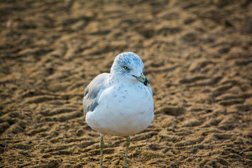 A ring-billed gull standing on the sandy shores of a lake