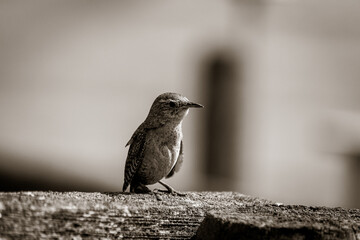A wren sitting on a fence in black and white