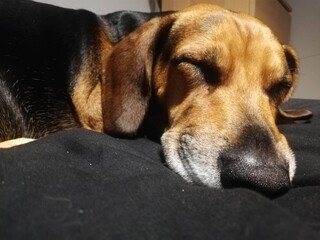 Czapi the beagle dog