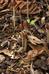 Possibly the parasol mushroom or Macrolepiota procera.  This is a very common mushroom found in Autumn woodlands. 
