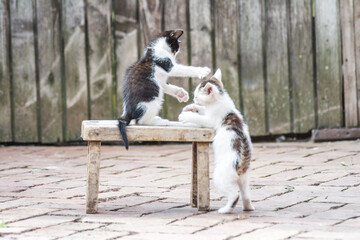 Cute kittens play with each other