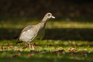 Egyptian goose on the grass