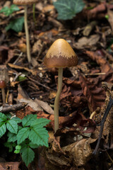 Possibly the Liberty Cap or Psilocybe semilanceata found in very damp woodland in an October France.
