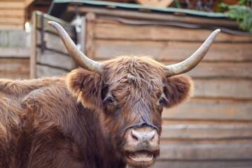 Highland's hairy cows are shaggy, hairy cows.