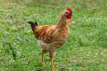 Free range chicken on a traditional poultry farm