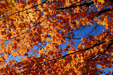 Branches of back lit golden maple leaves in the fall