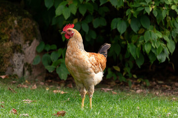 Free range chicken on a traditional poultry farm