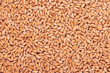 Wheat grains background. Processed organic dry wheat seeds.