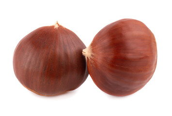 Fresh chestnuts isolated on white background. Hippocastanum or horse chestnuts.