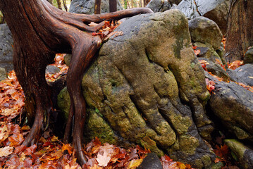 Cedar tree clinging to a weathered rock in the Fall