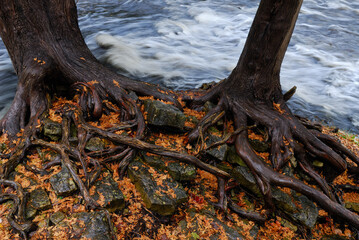 Roots of two Cedar trees roots aroung rocks by river rapids in Fall