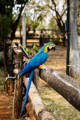 Obraz premium Arara-canindé