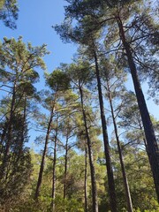trees in the forest