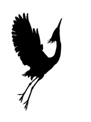 Wings, white heron, heron, large bird species, nature, ornithology