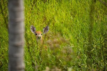 Cervo-do-pantanal femea