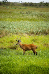 Cervo-do-pantanal macho