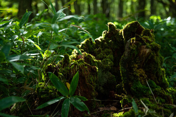 奥日光　苔むした朽木