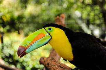 A colorful rainbow toucan sits on a branch in the rainforest of Costa Rica  to pose for an animal portrait. 
