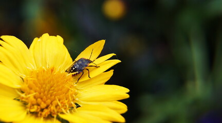 fleur