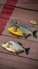 Piranhas 