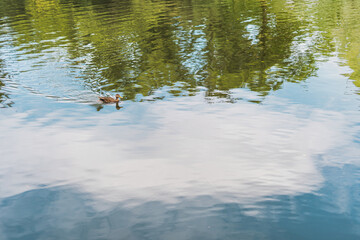 Pato mexicano en lago del bosque de chapultepec con reflejo de árboles y cielo