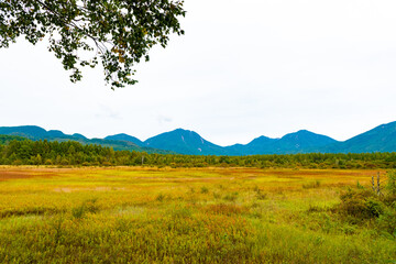 Fototapeta premium 奥日光 小田代ヶ原と貴婦人