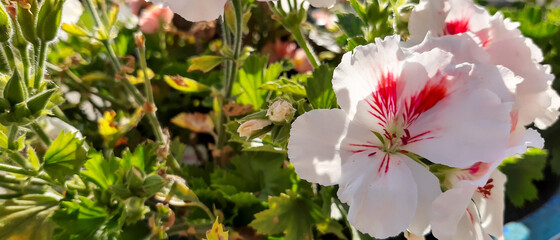 Rose geranium flower close up