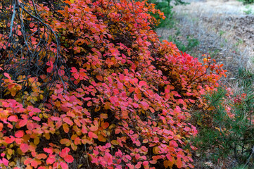 Bright autumn forest with red and orange leaves of smoke tree