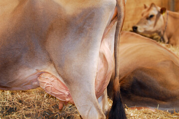 Jersey milk cows in the barn showing full udder - obrazy, fototapety, plakaty