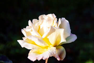 Fototapeta na wymiar Open rose flower Gloria Dei with water drops on the petals.