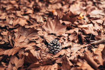 texture and background for autumn. autumn brown leaves that fell from the trees. blanket of autumn covering the ground