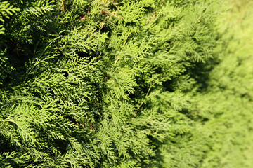 Thuja leaves in the sun