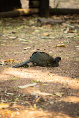 Aracuã-do-pantanal 