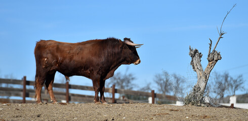 toro en el campo